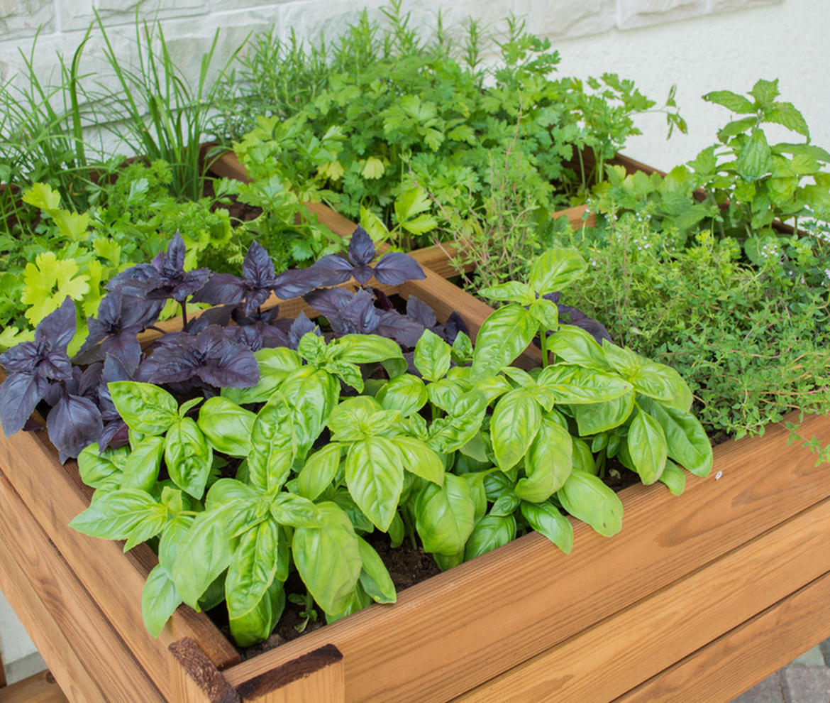 EKJU 4 Section Raised Vegetable Bed & Bottom Shelf - Planters