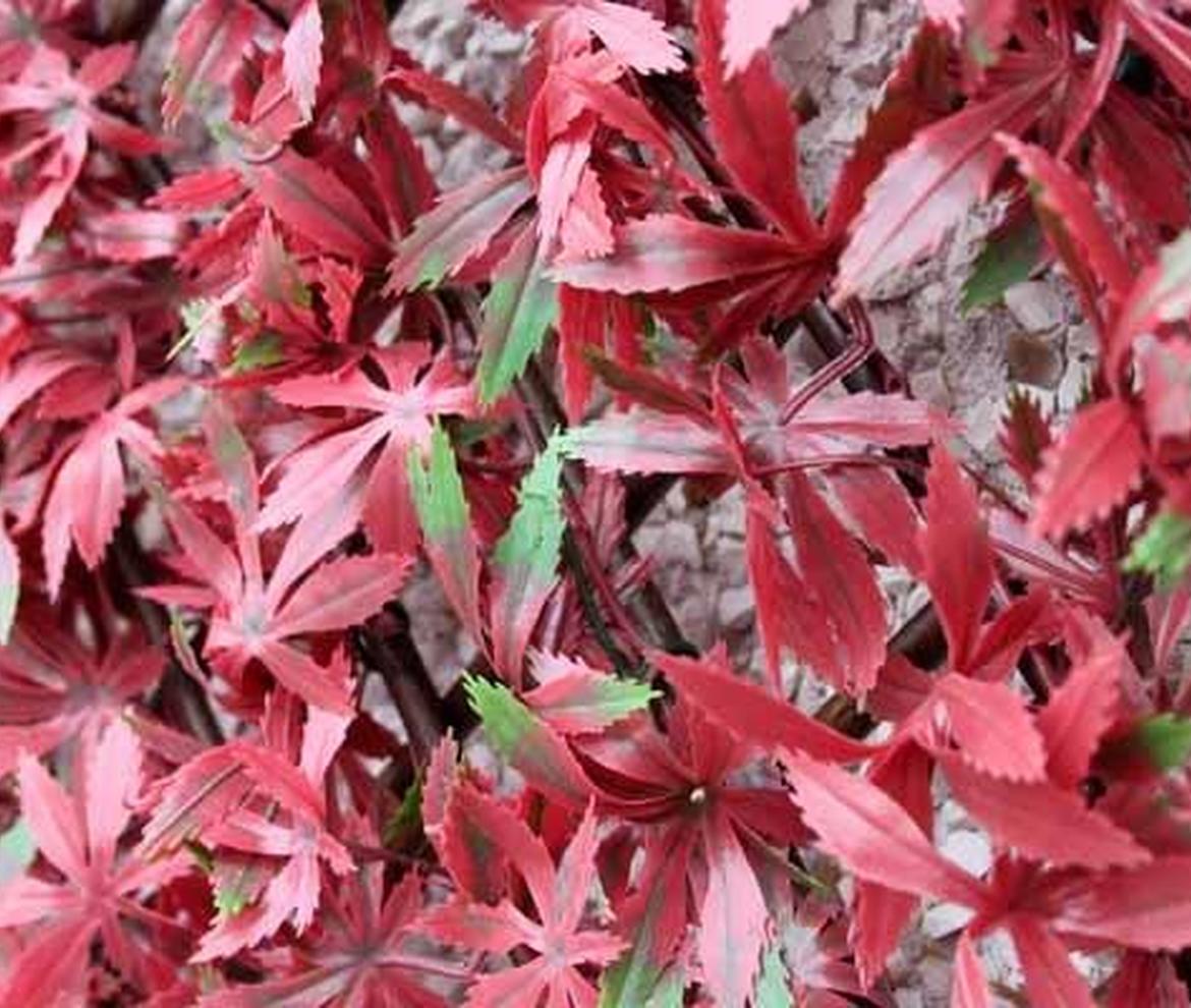 Wonderwall willow trellis with vinyl Foulage Red Acer 1m x 2m - Trellis