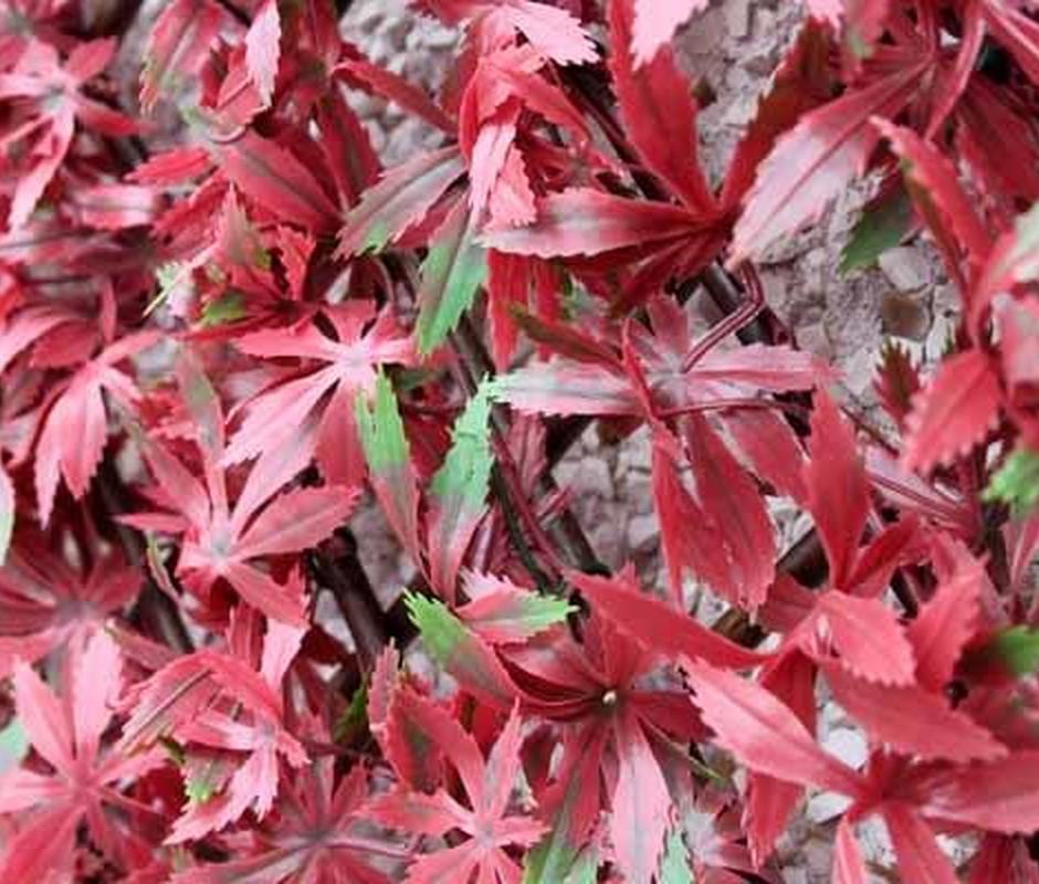 Wonderwall willow trellis with vinyl Foulage Red Acer 1m x 2m - Trellis